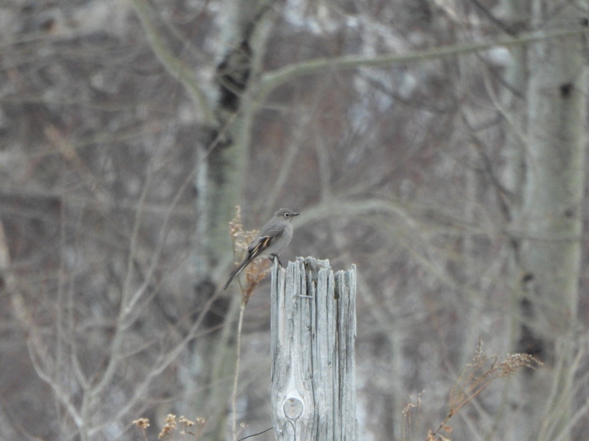 Townsend's Solitaire - ML520346541