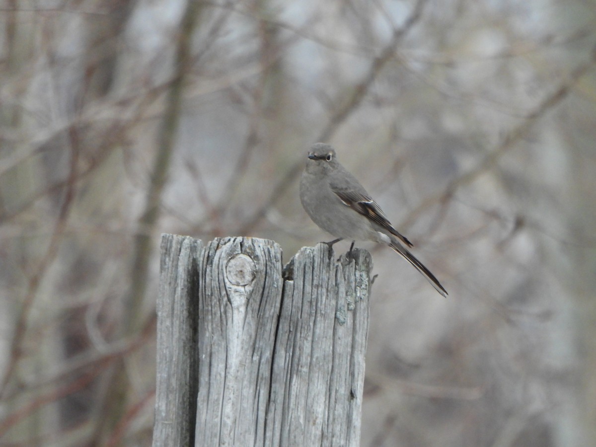 Townsend's Solitaire - ML520346551