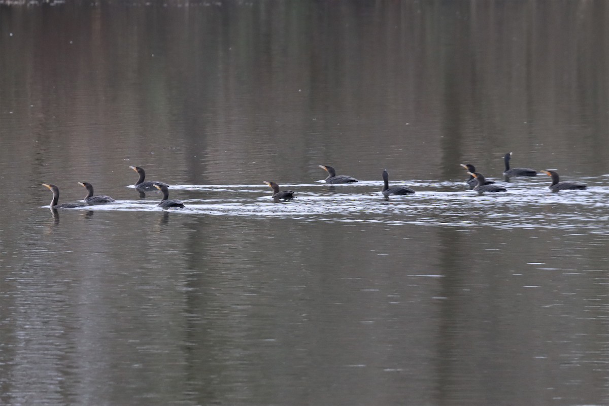 Double-crested Cormorant - Terry Martin