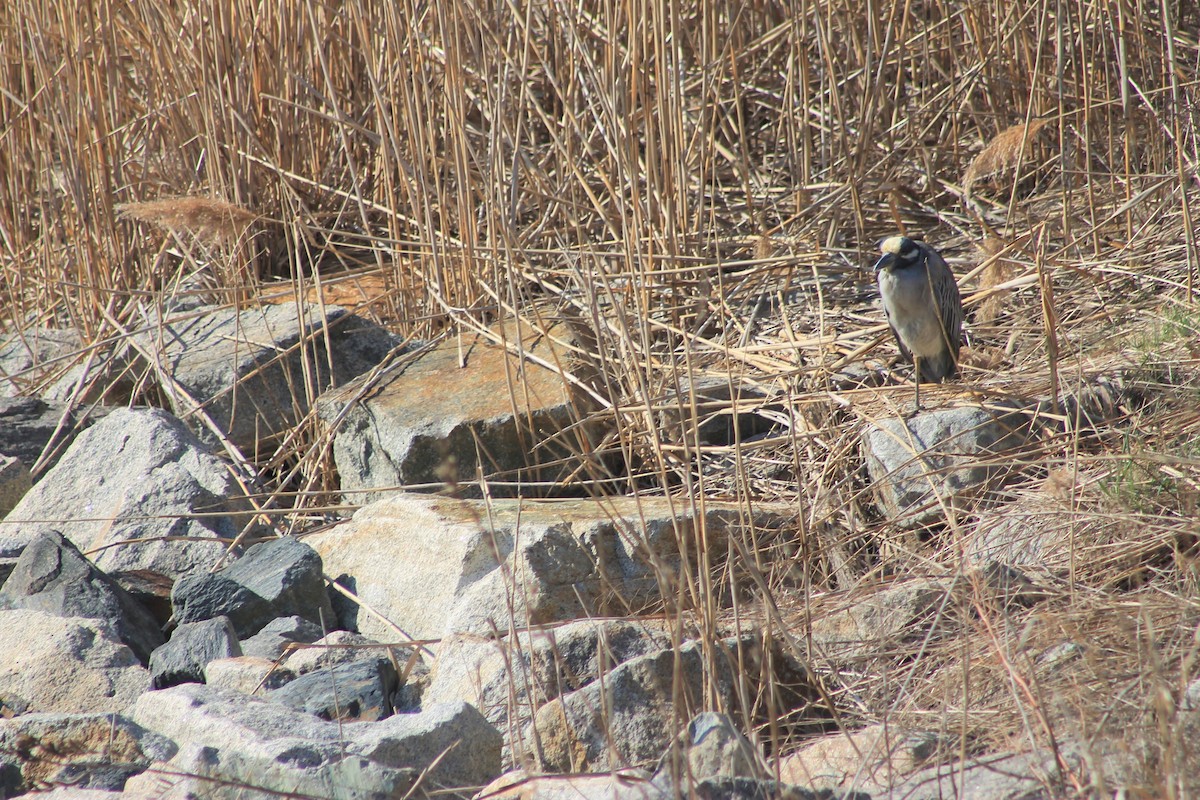 Yellow-crowned Night Heron - John Shamgochian