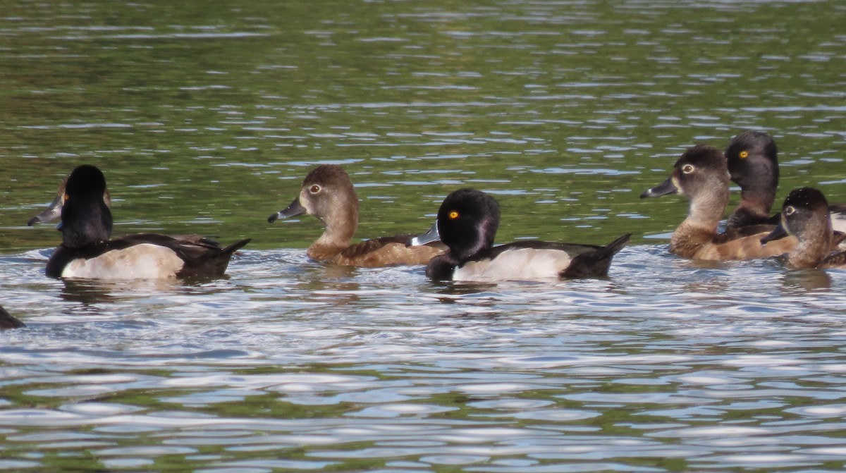 Ring-necked Duck - Susan Young