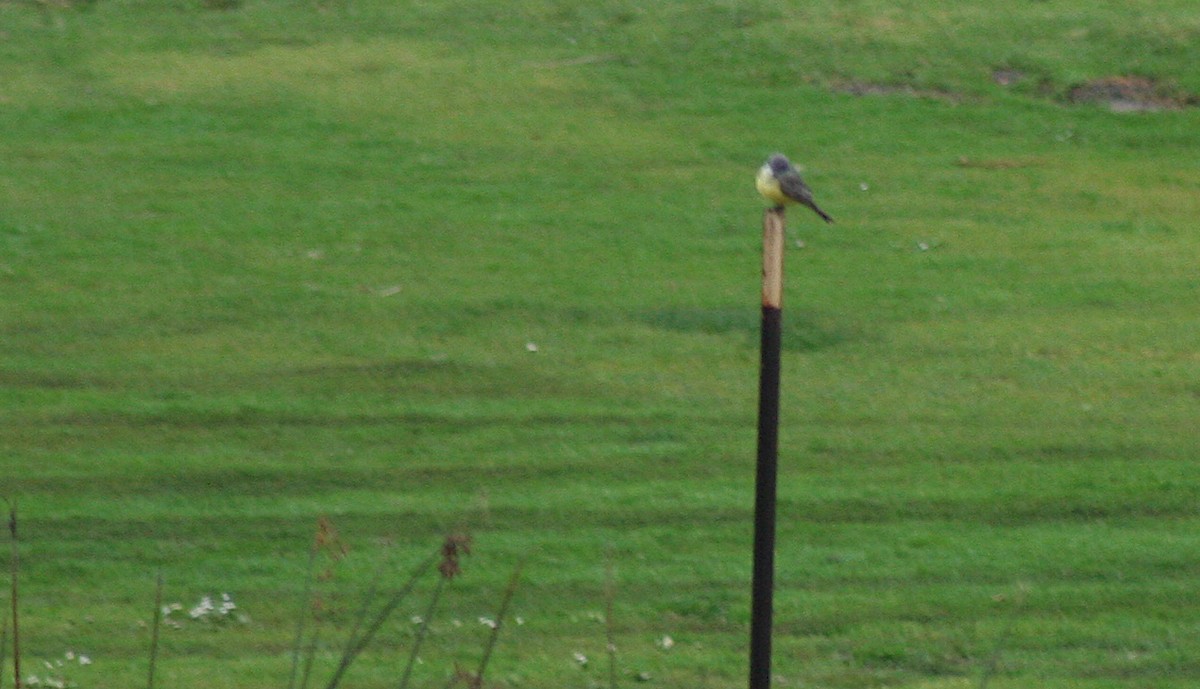 Tropical Kingbird - ML520348031