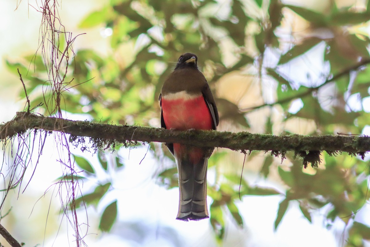 Collared Trogon - David Garrigues