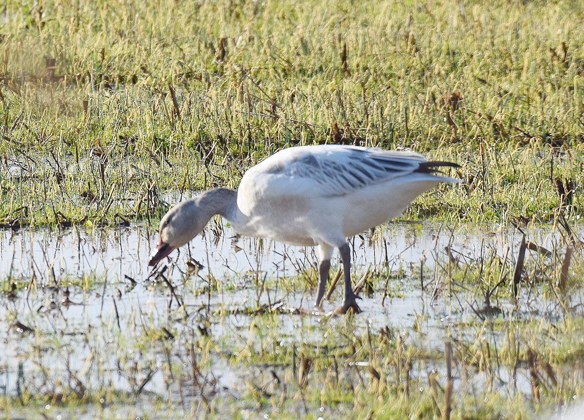 Snow Goose - ML520348851