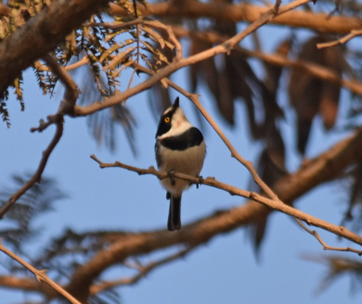 Chinspot Batis - Matt Bekker