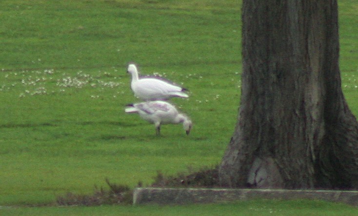 Snow Goose - ML520349341