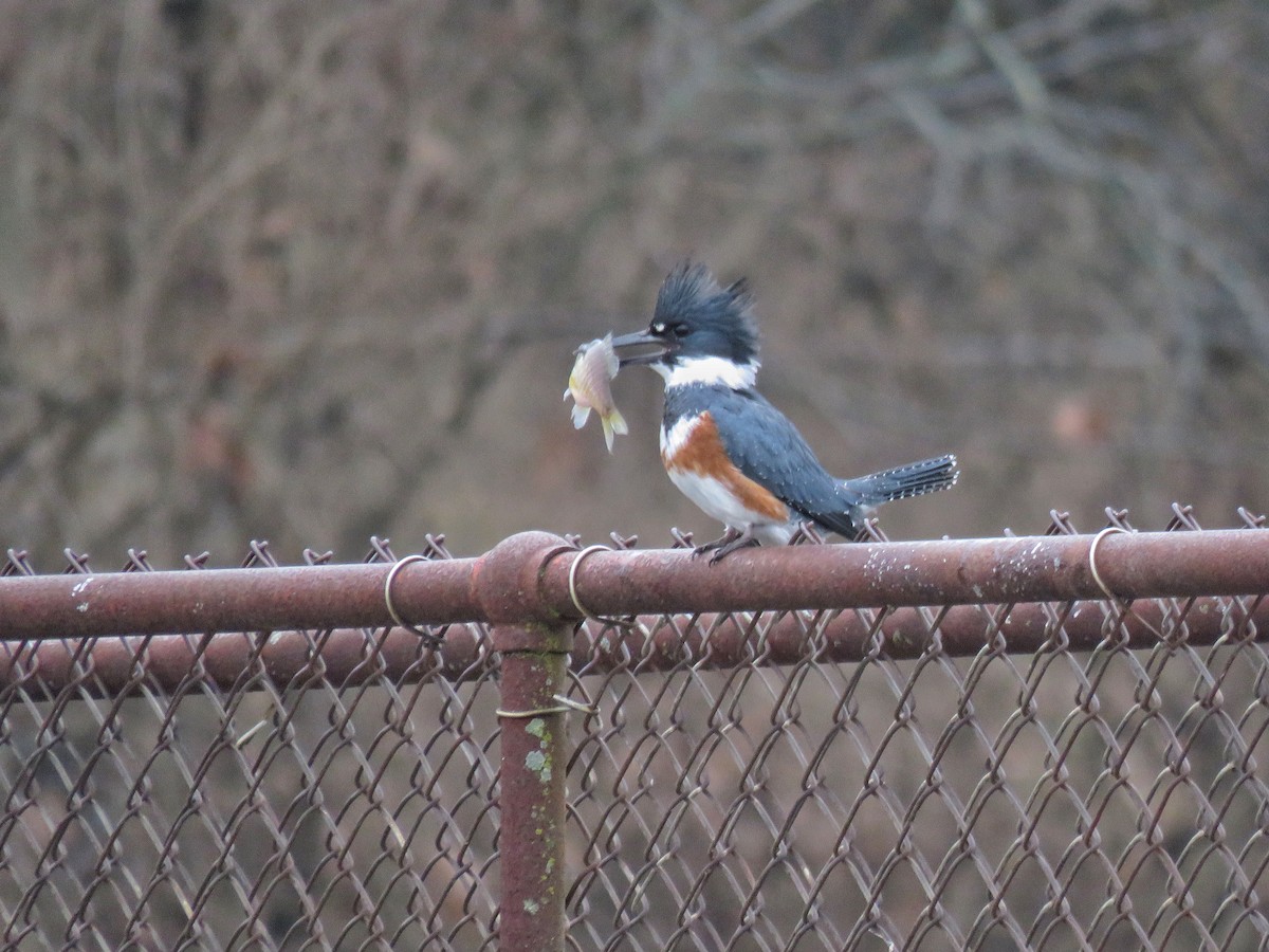 Belted Kingfisher - ML520349371