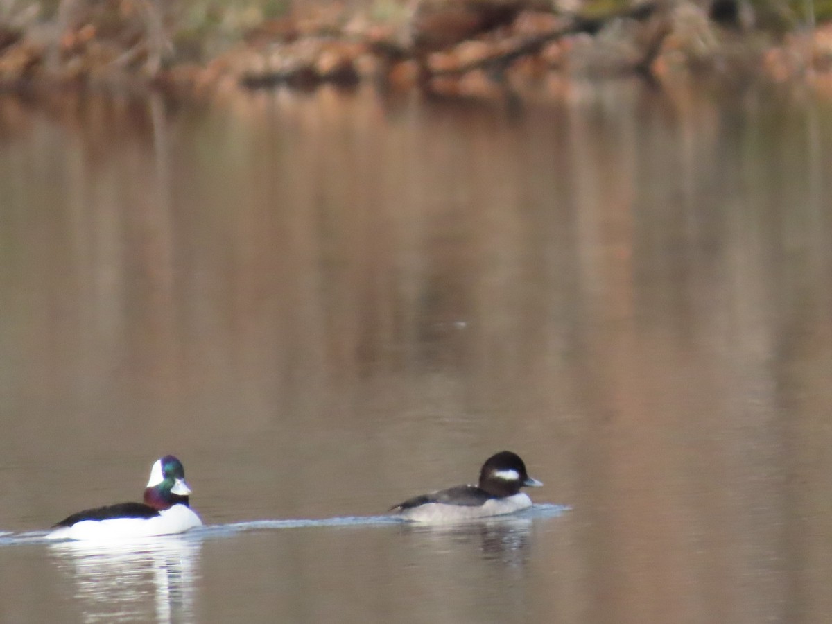 Bufflehead - ML520350731