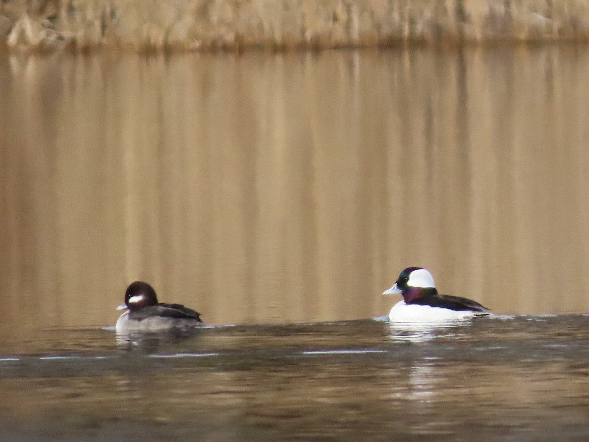 Bufflehead - ML520350741