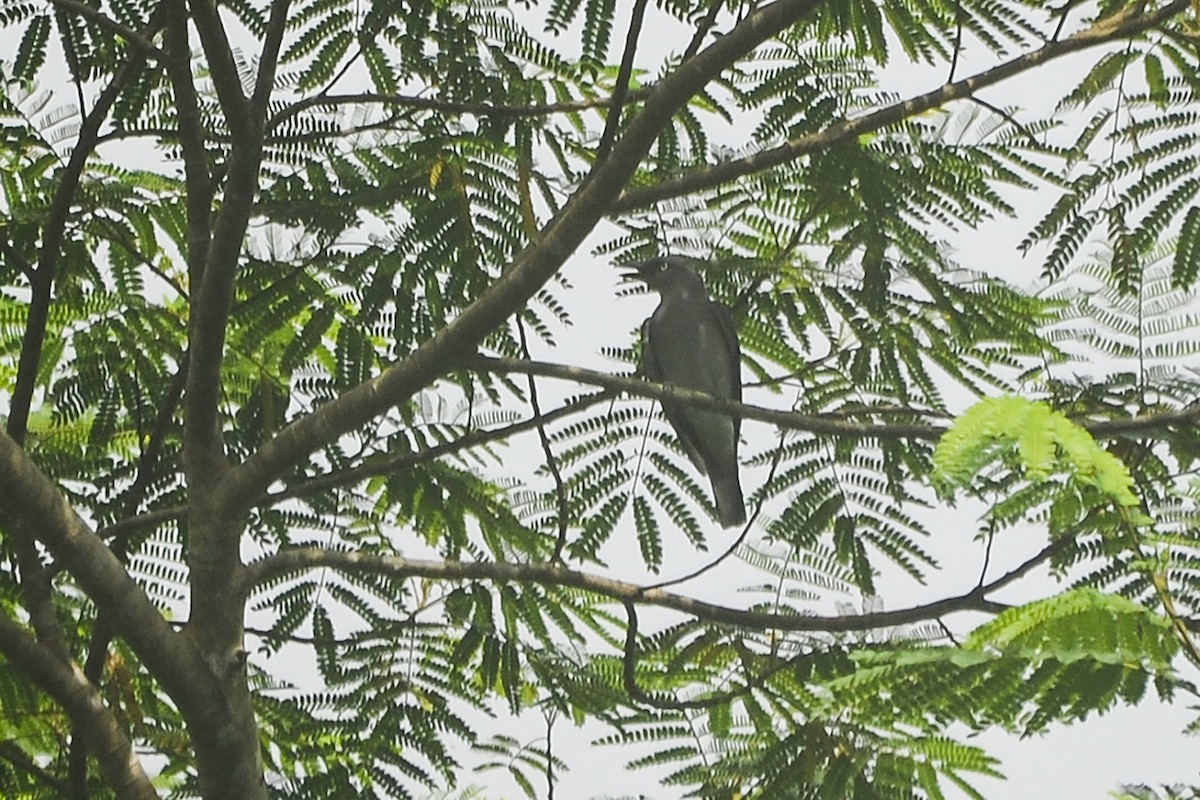 Bar-bellied Cuckooshrike (Philippine) - ML520350811