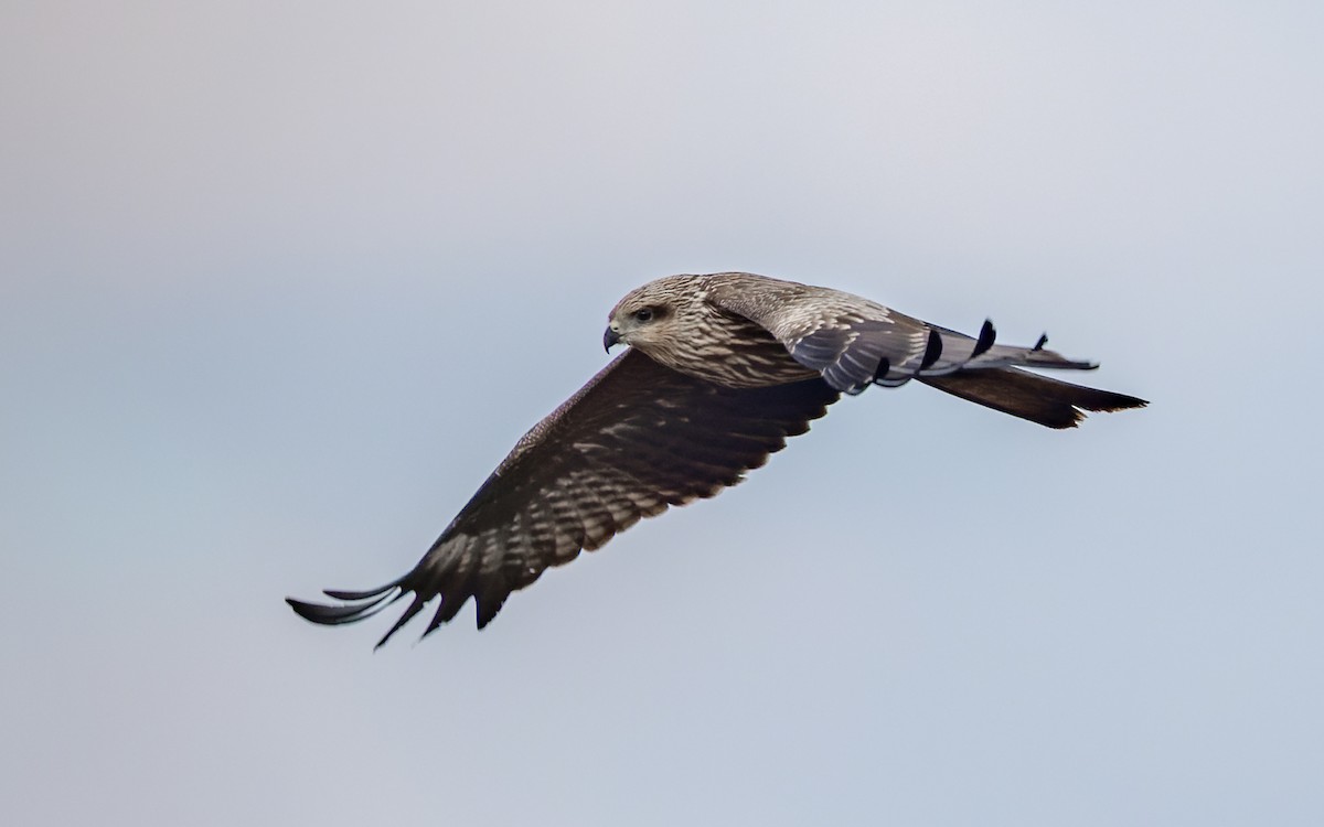 Black Kite - ML520350961