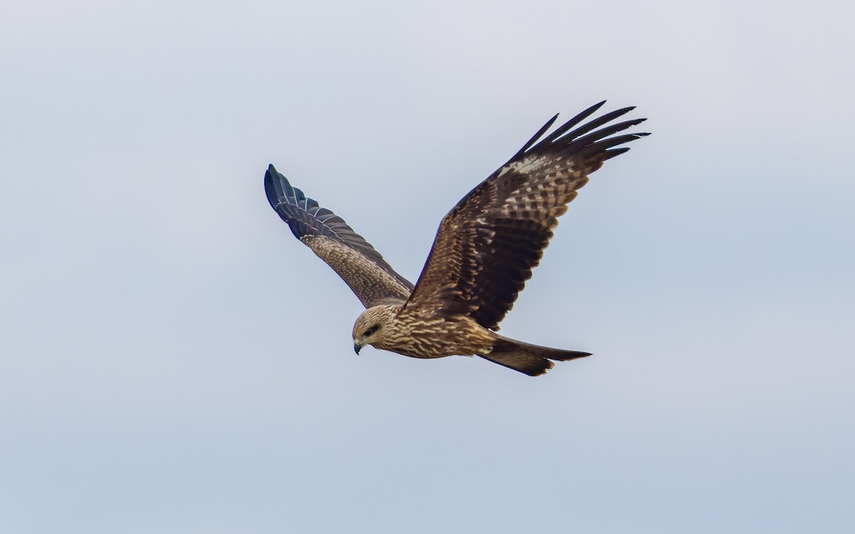 Black Kite - ML520350971