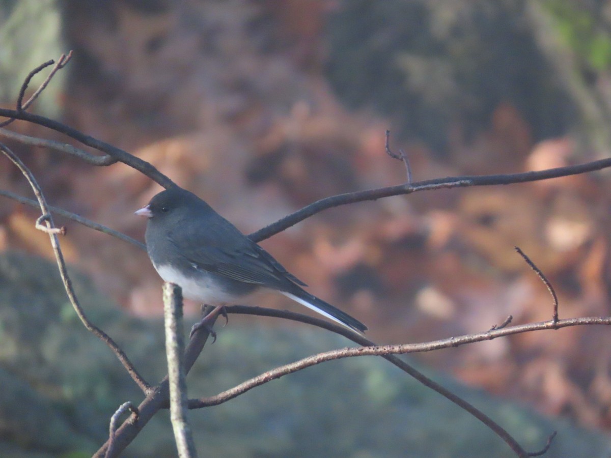 Junco Ojioscuro - ML520351051