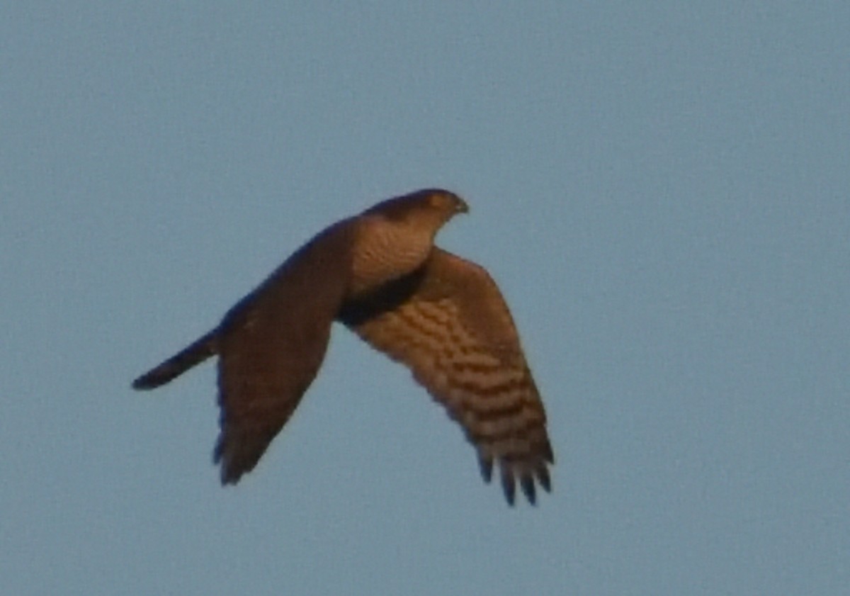 Eurasian Sparrowhawk - Mu Sano