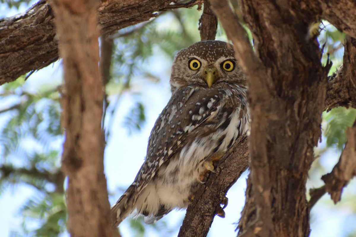 Pearl-spotted Owlet - ML520351901