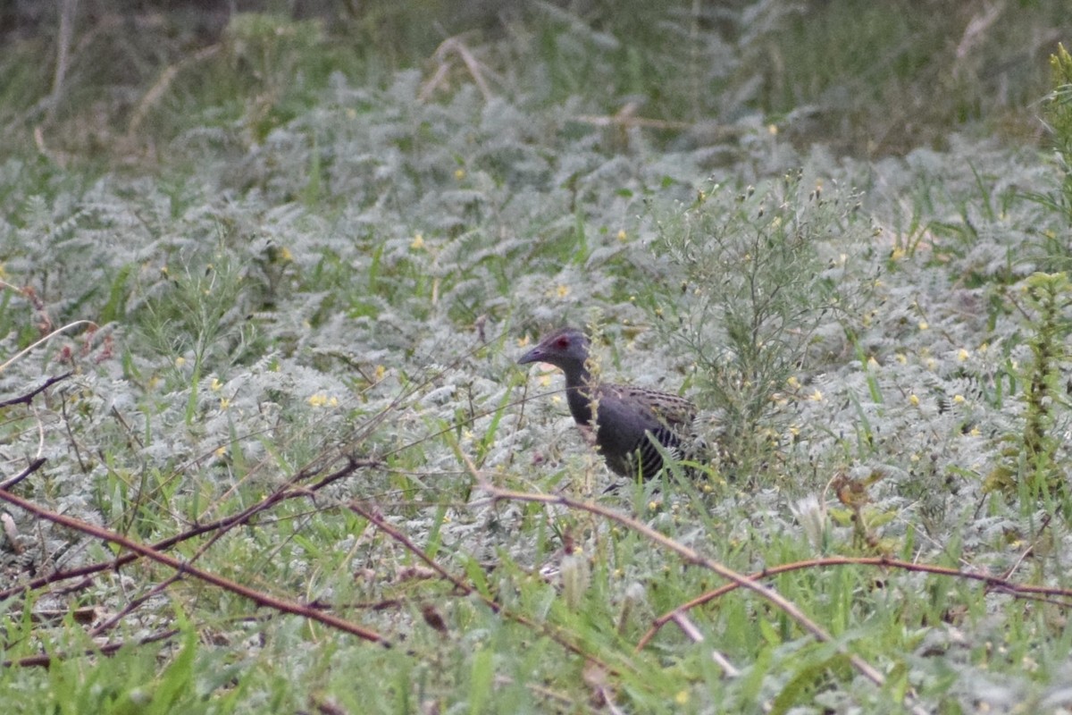 African Crake - ML520352031