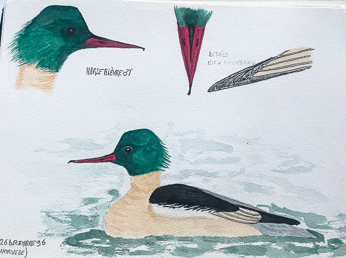 Grand Harle (merganser/orientalis) - ML520352061