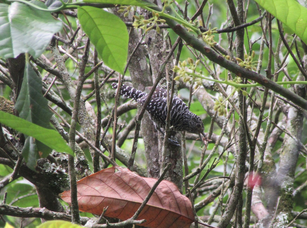 Bar-crested Antshrike - ML520352081