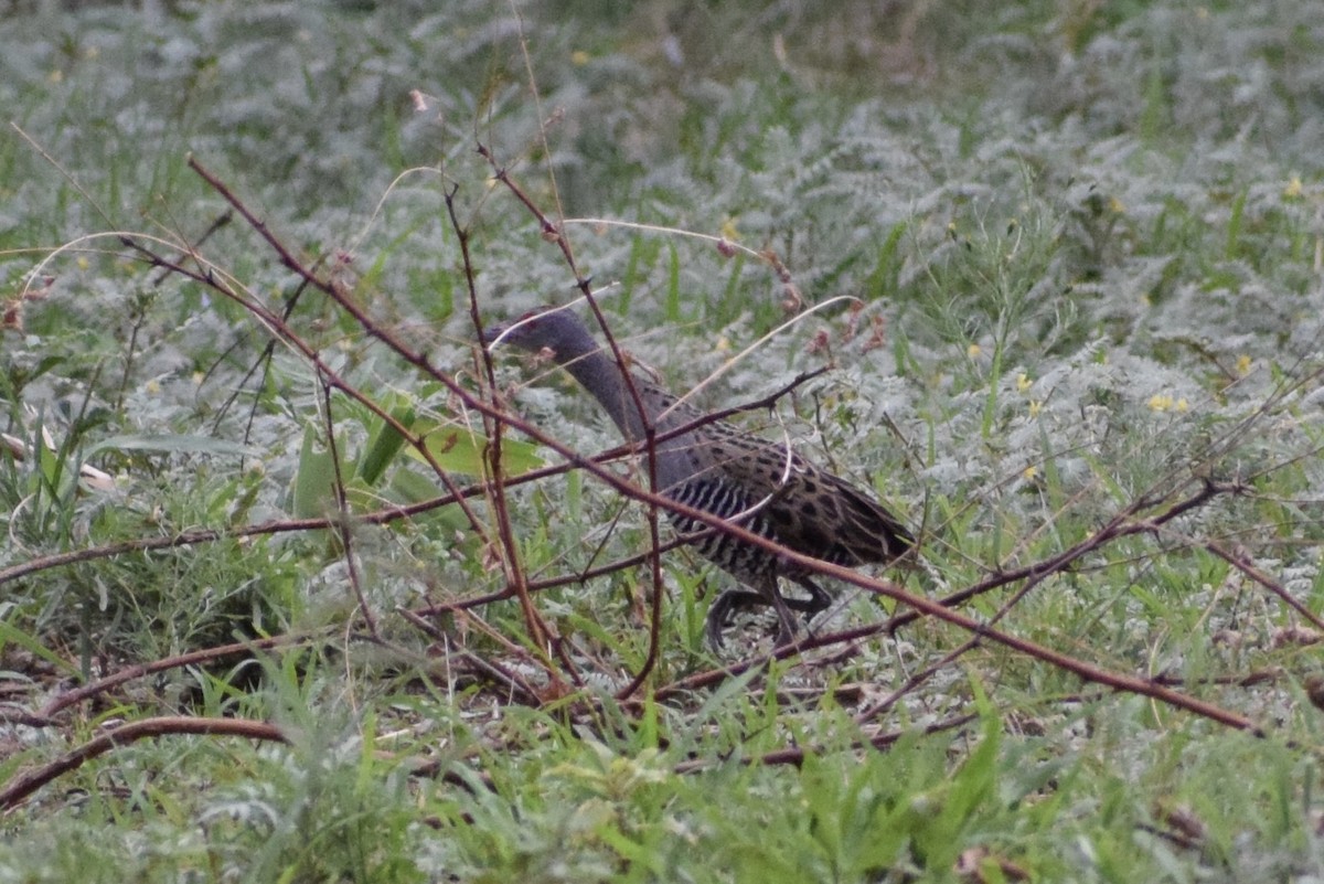 African Crake - ML520352141