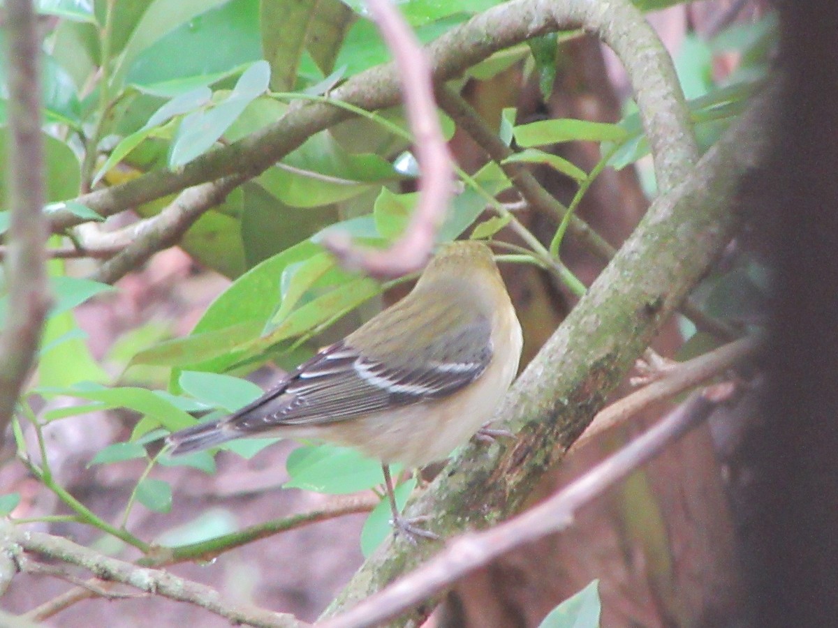 Yellow-crowned Tyrannulet - ML520352531