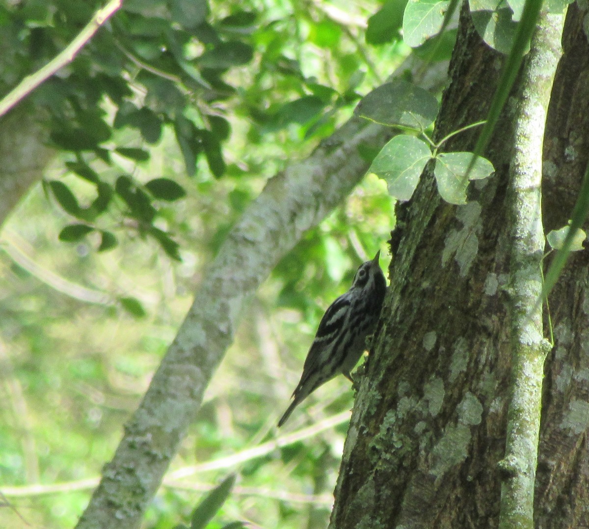 Black-and-white Warbler - ML520352621