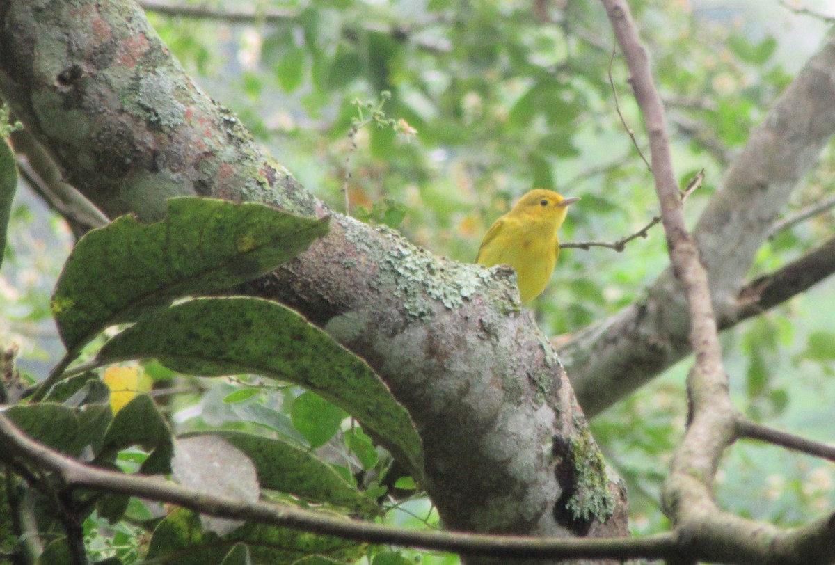 Yellow Warbler - ML520352711