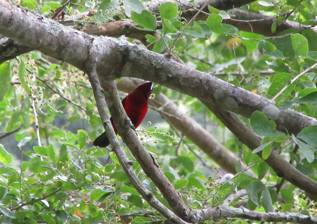 Crimson-backed Tanager - ML520352781