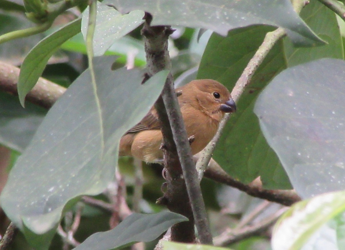Large-billed Seed-Finch - ML520352851