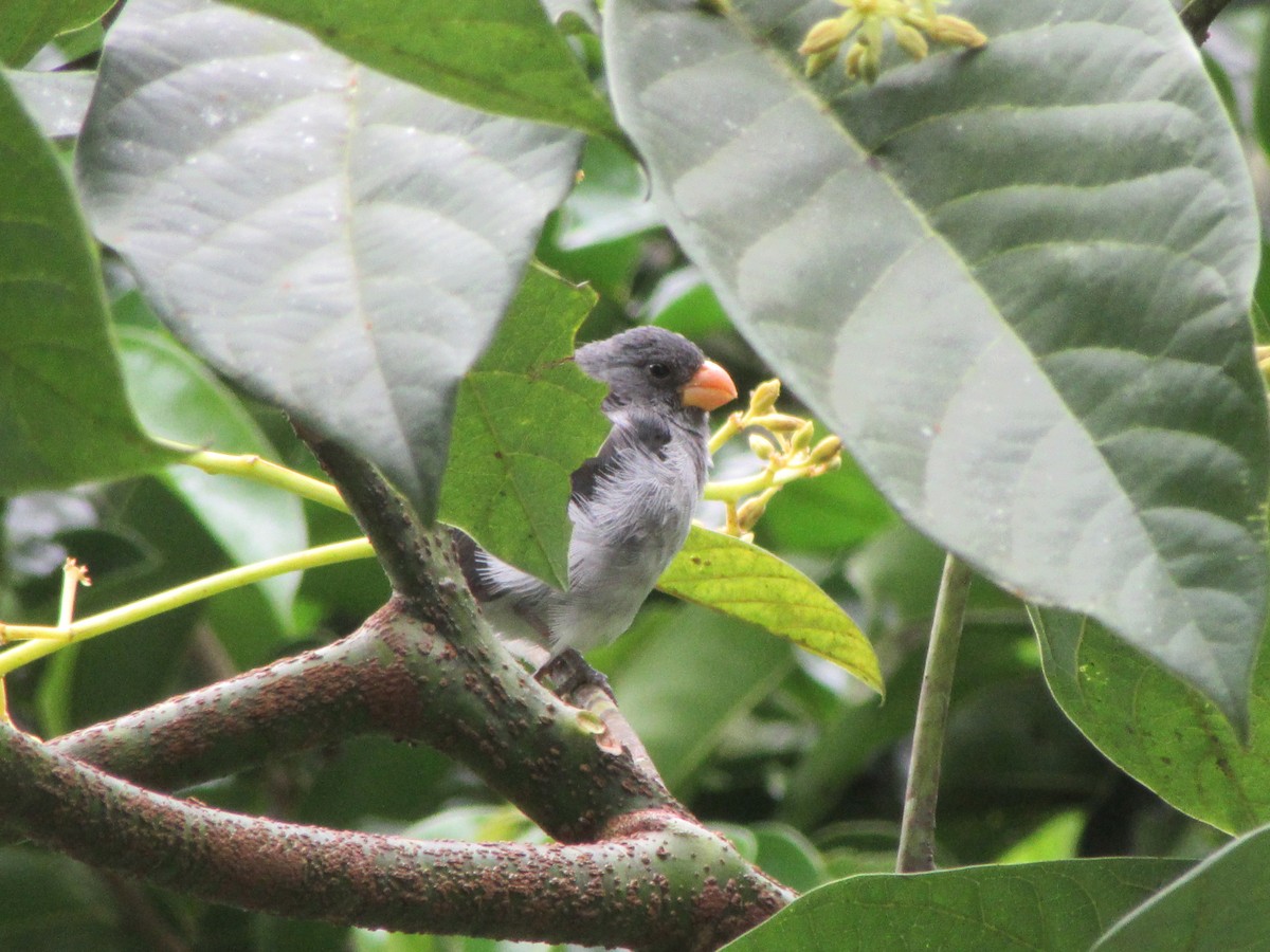 Gray Seedeater - ML520352971