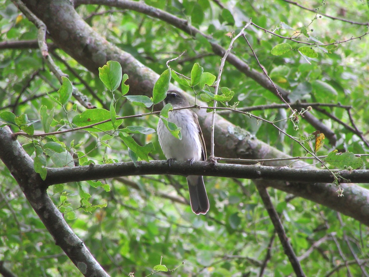 Streaked Saltator - ML520353311