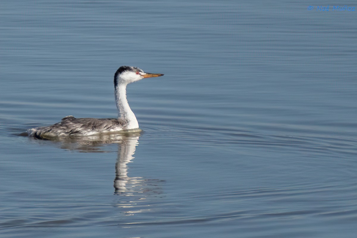 Clark's Grebe - ML520354961