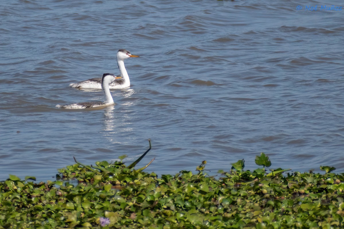 Clark's Grebe - Noé Muñoz-Padilla