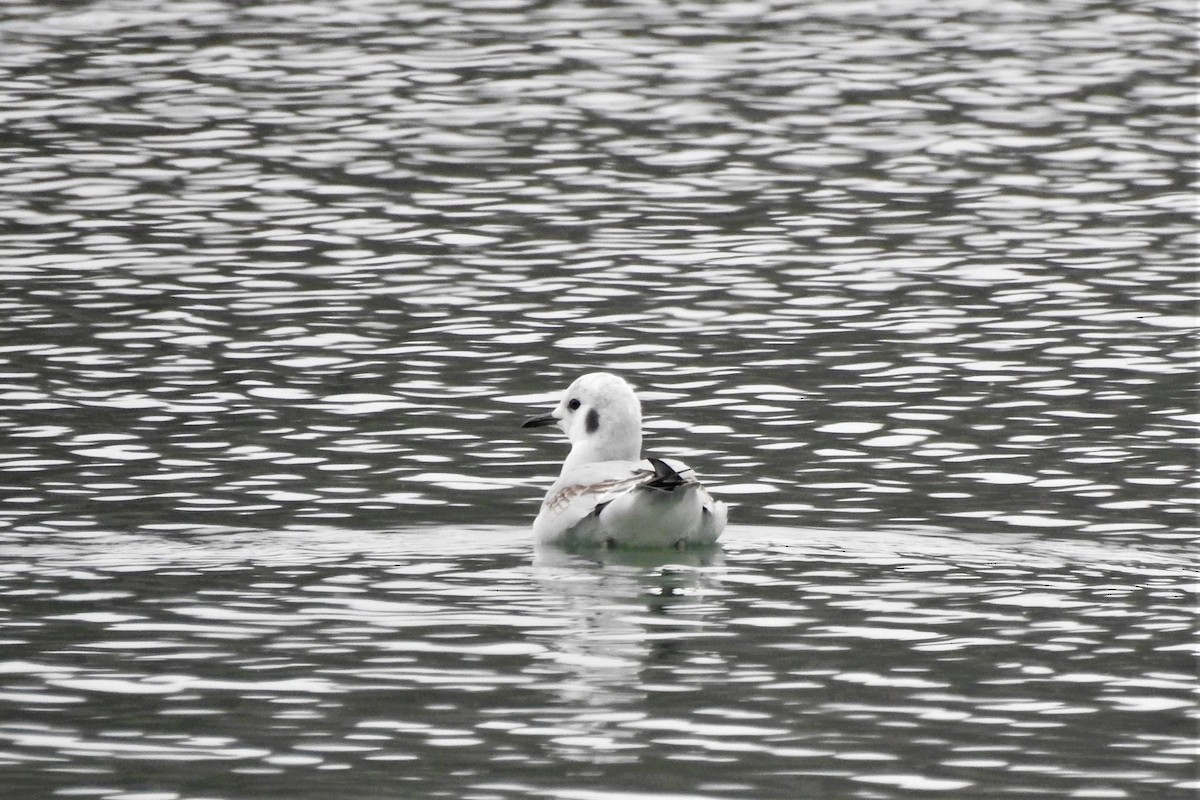 Bonaparte's Gull - ML520355561