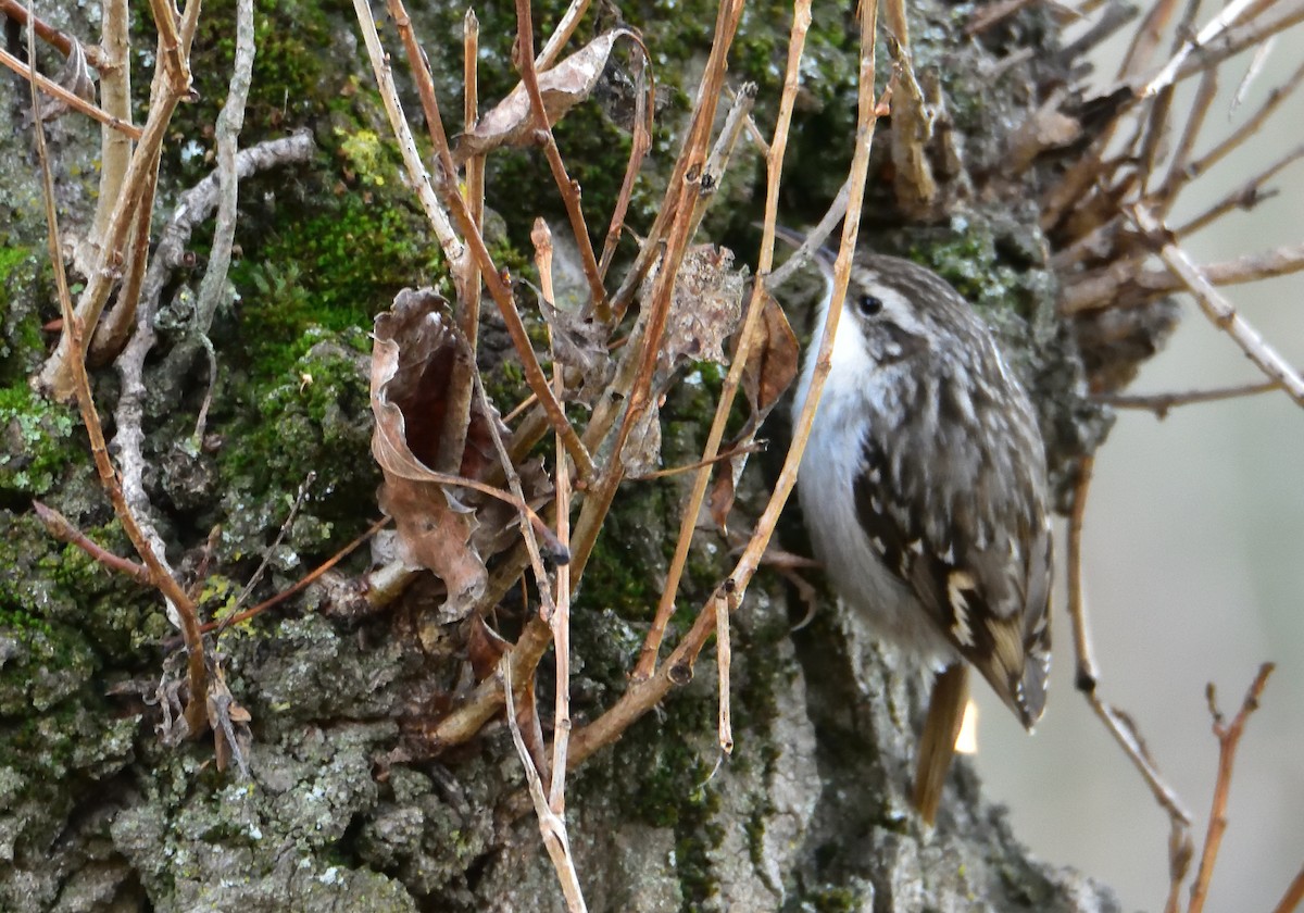 Short-toed Treecreeper - Mu Sano