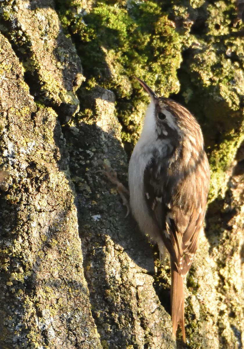 Short-toed Treecreeper - Mu Sano