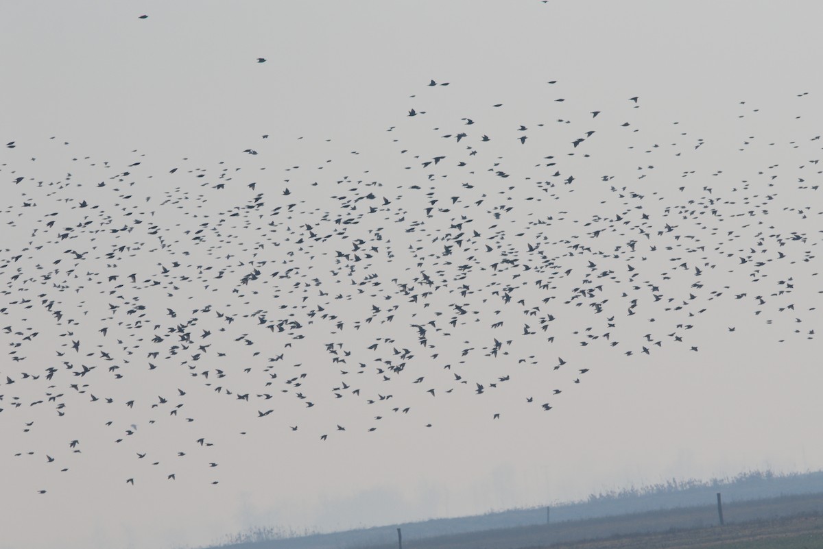 European Starling - ML520357021