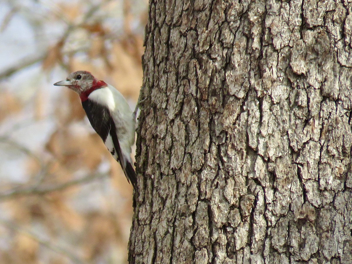 Red-headed Woodpecker - ML520357971