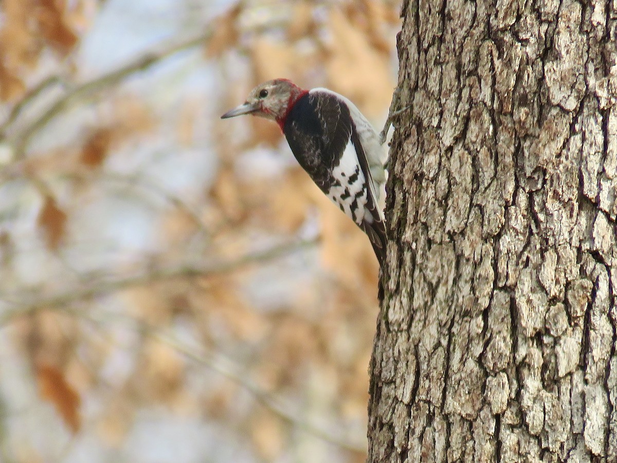 Red-headed Woodpecker - ML520357981