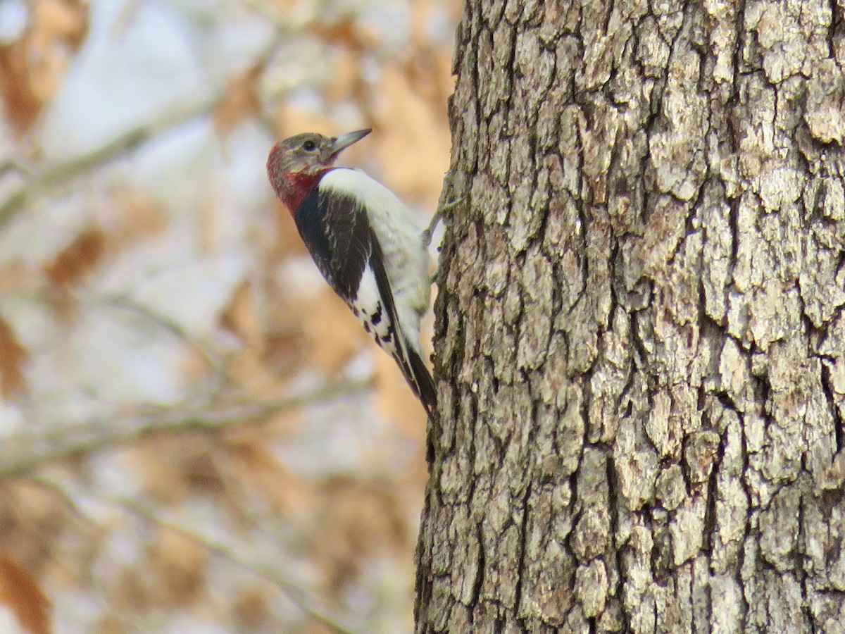 Red-headed Woodpecker - ML520357991
