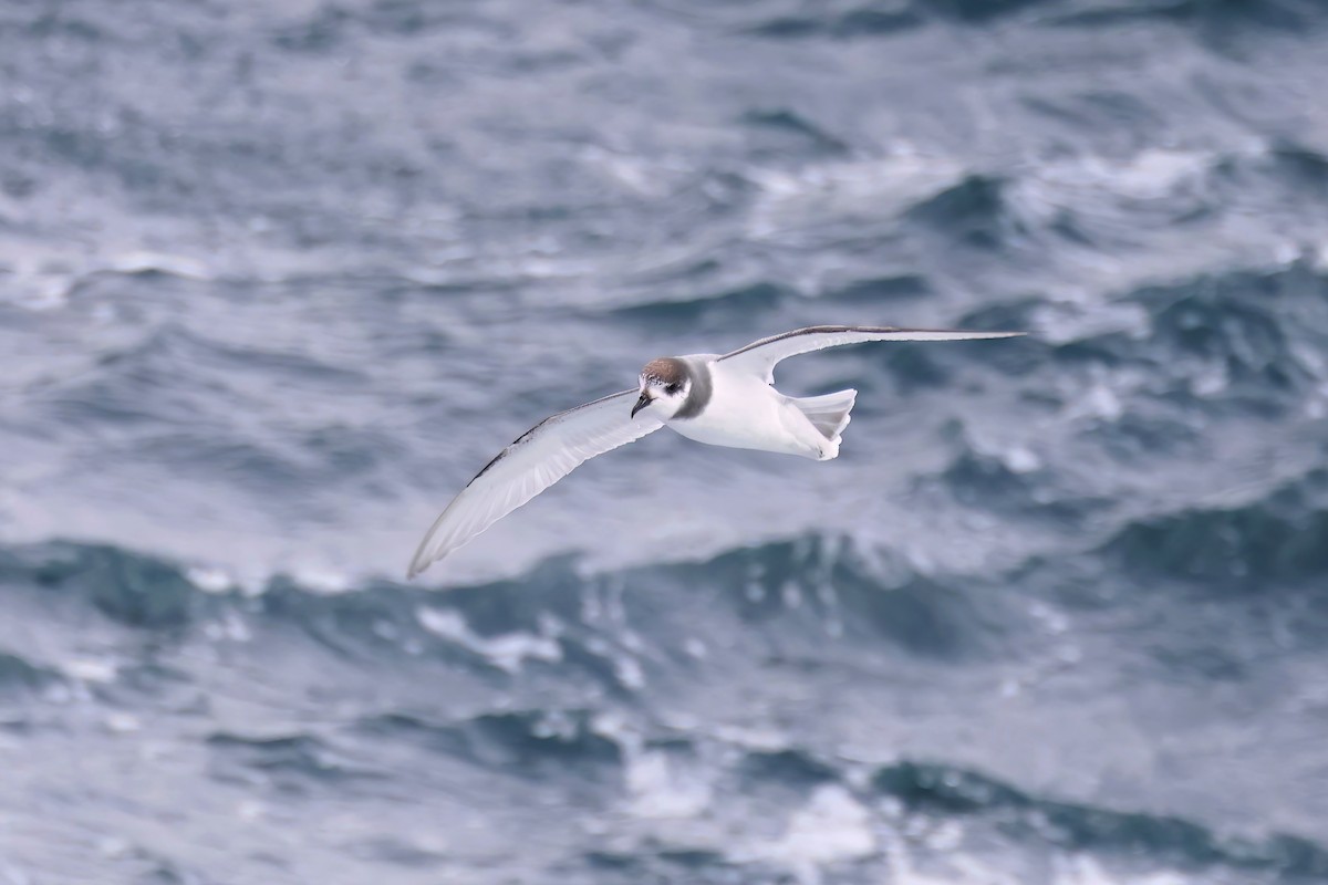 Blue Petrel - Jörg Hanoldt