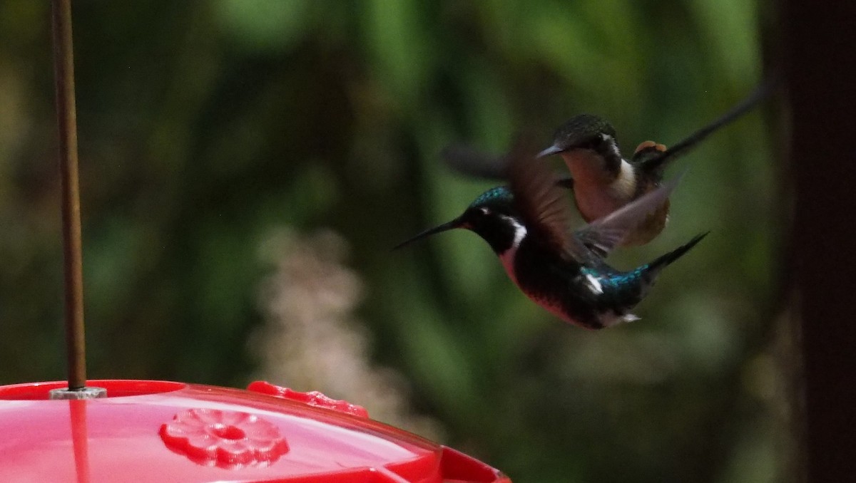 White-bellied Woodstar - ML520358921