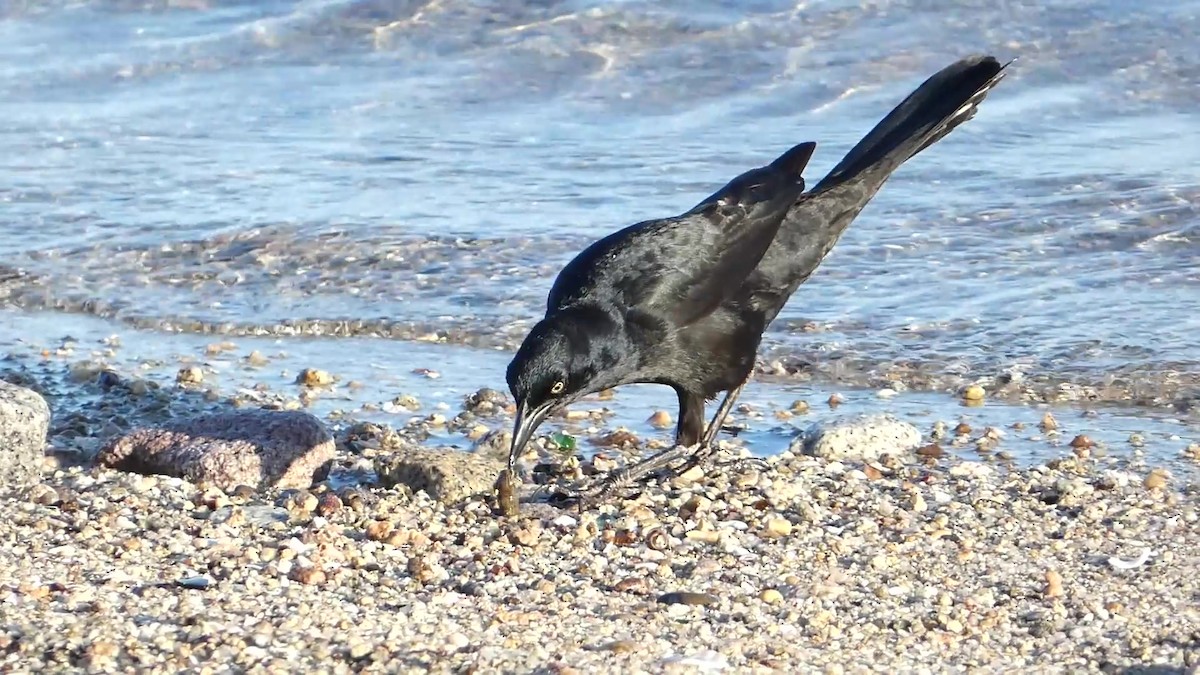 Great-tailed Grackle - Greg Gillson