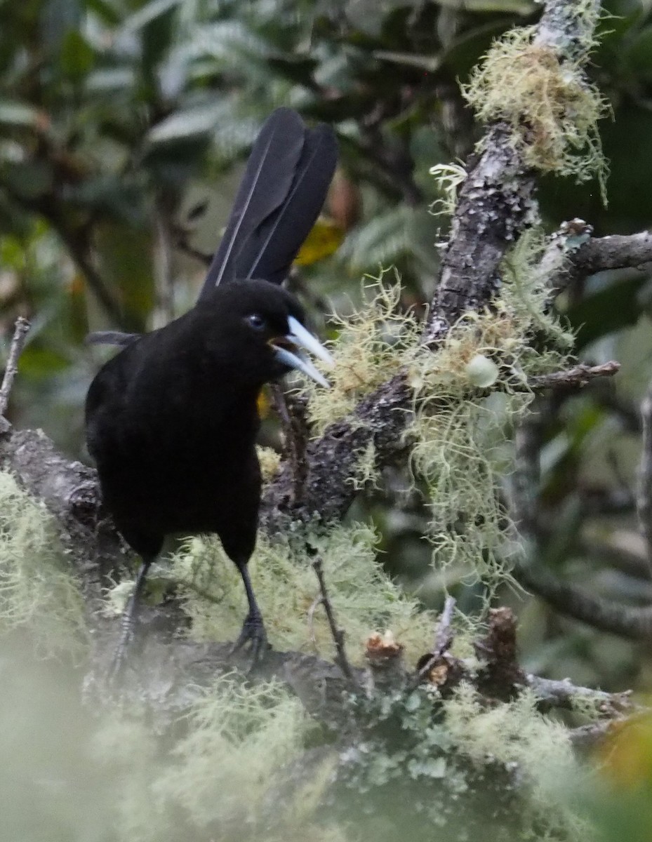 Mountain Grackle - Nigel  Milius