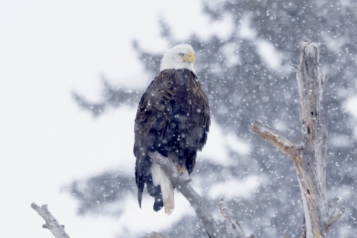 Bald Eagle - ML520360561