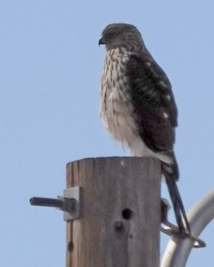 Cooper's Hawk - ML520361241