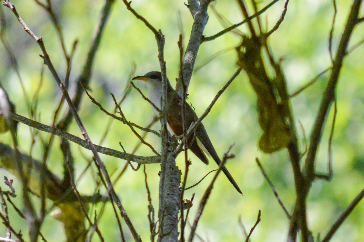 Yellow-billed Cuckoo - ML520361311