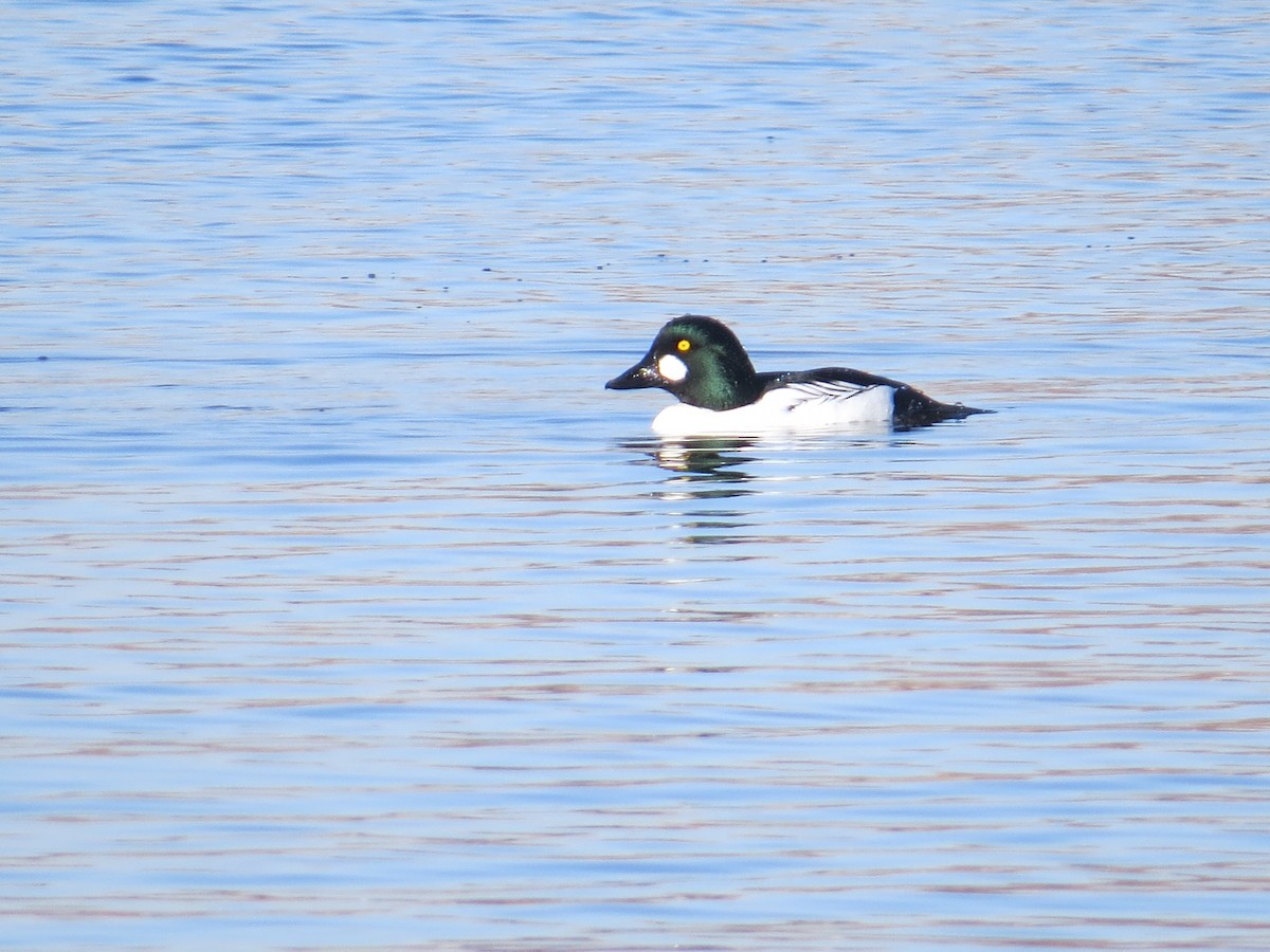 Common Goldeneye - ML520361741