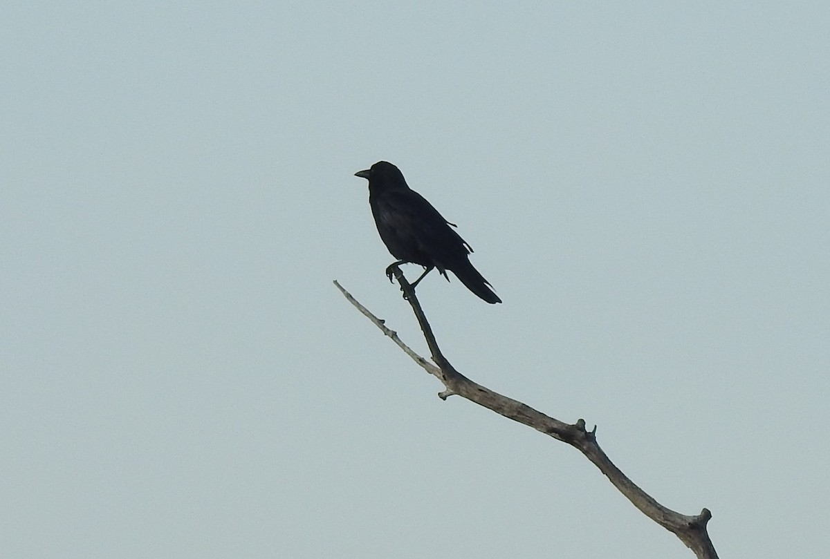 American Crow - ML520361751