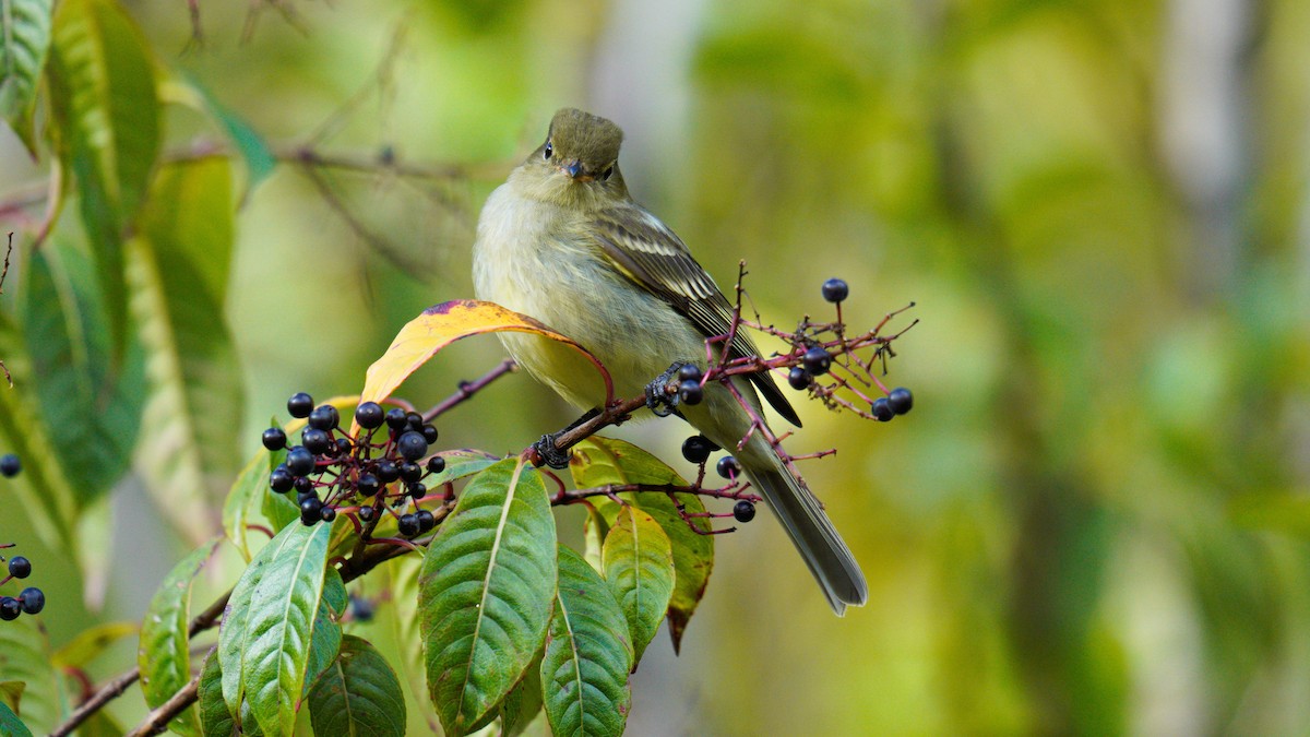 Mountain Elaenia - Yuting Deng