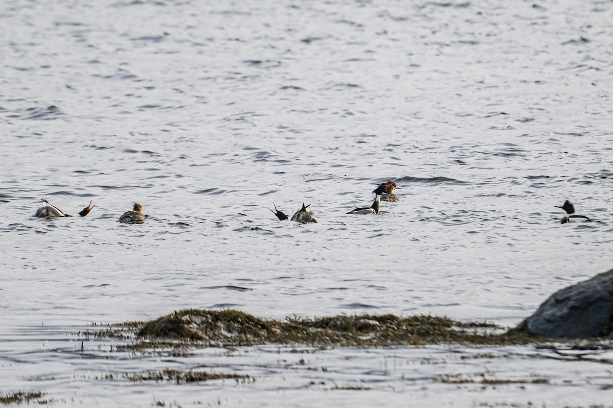 Red-breasted Merganser - ML520364071